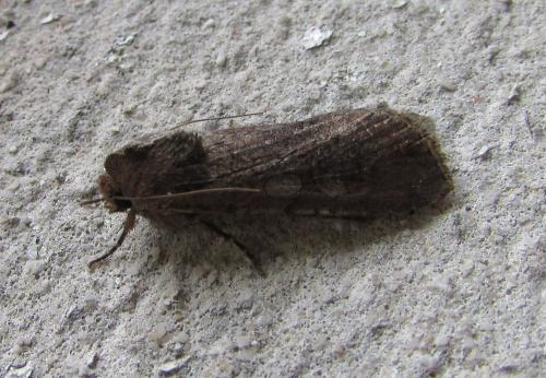 Réf. 195 035 : Peridroma saucia